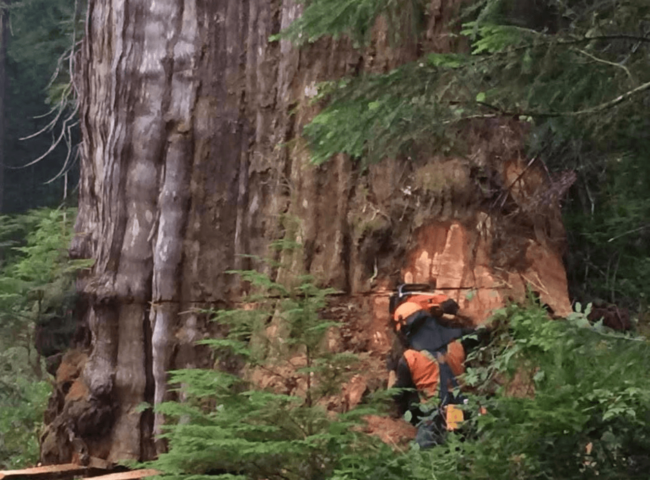 Chainsawing big tree