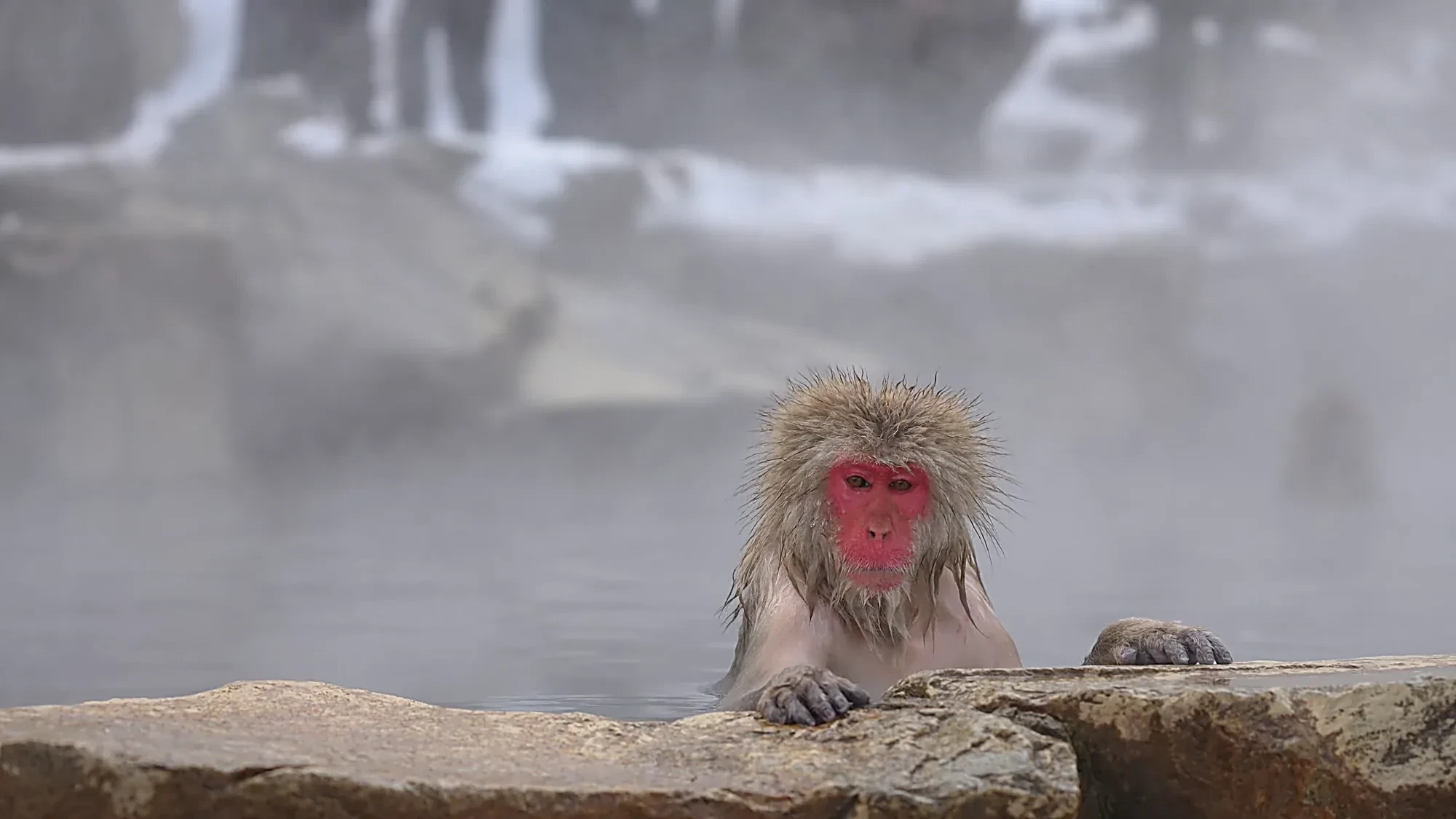 solo snow monkey soaking with directly at camera. Dec 2025