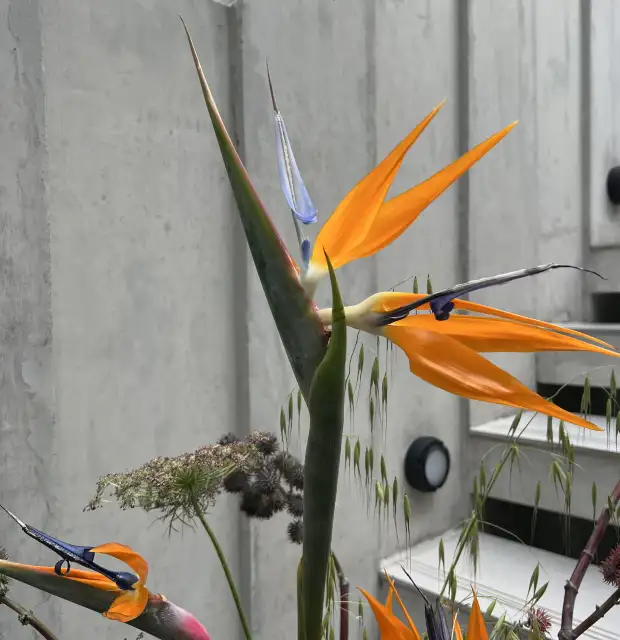 Fotografía de flor ave del paraíso en entorno urbano de concreto para proyectos de paisajismo que combinan naturaleza tropical y arquitectura moderna.