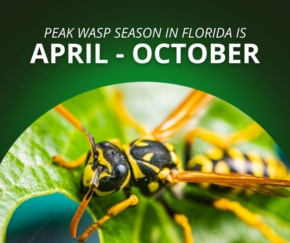 A close-up of a wasp on a green leaf with text identifying April through October as peak wasp season in Florida.