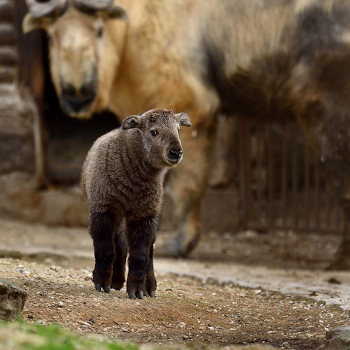一只年轻的棕色羚牛站在泥土上，背景模糊处是一只成年羚牛。