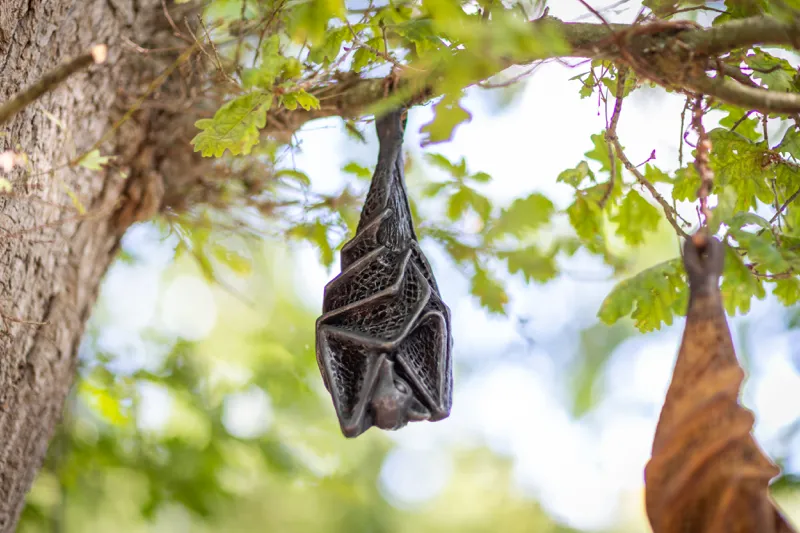 hanging bat sculpture by Abby Martin