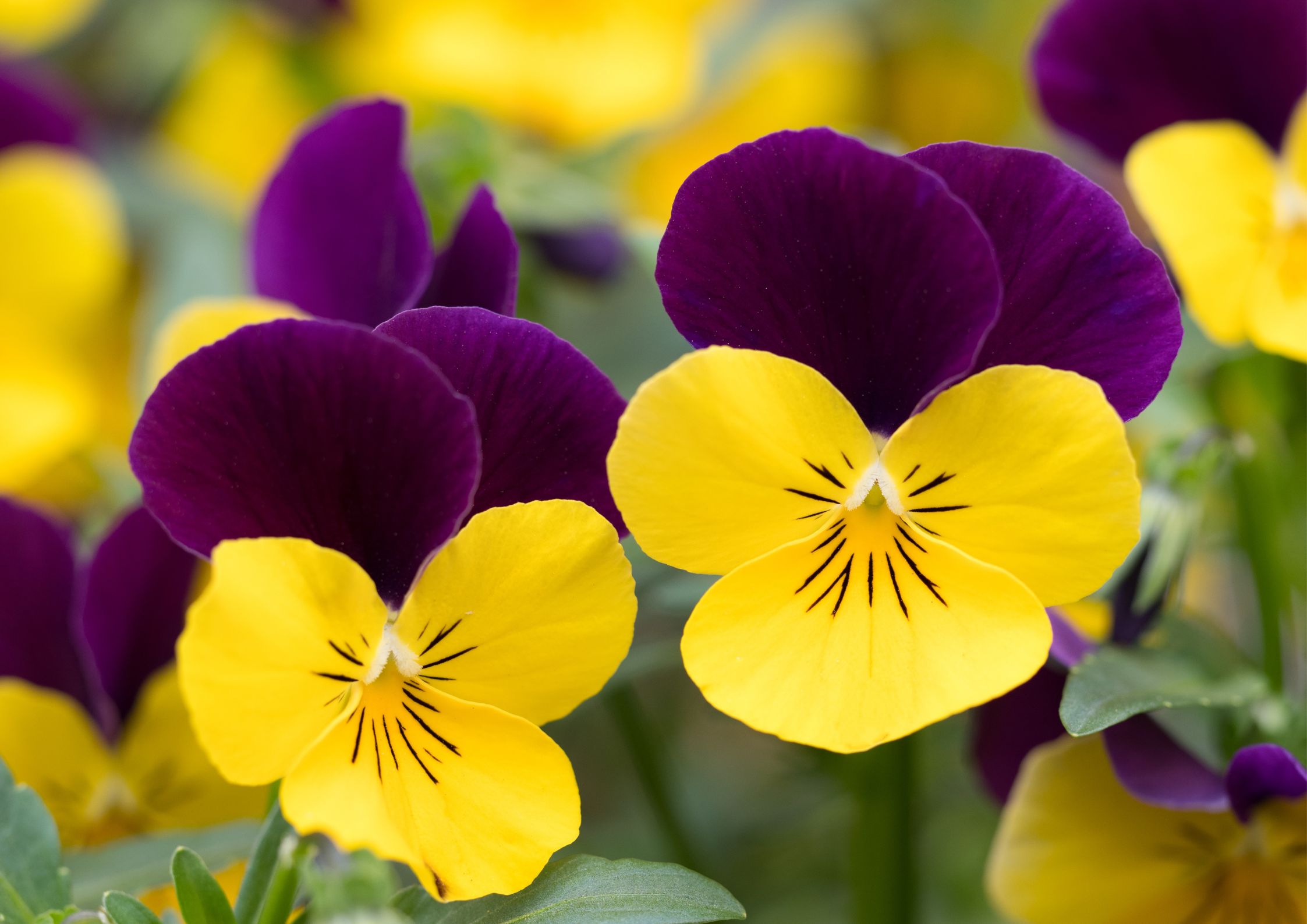 Pansies decorating an outdoor planter