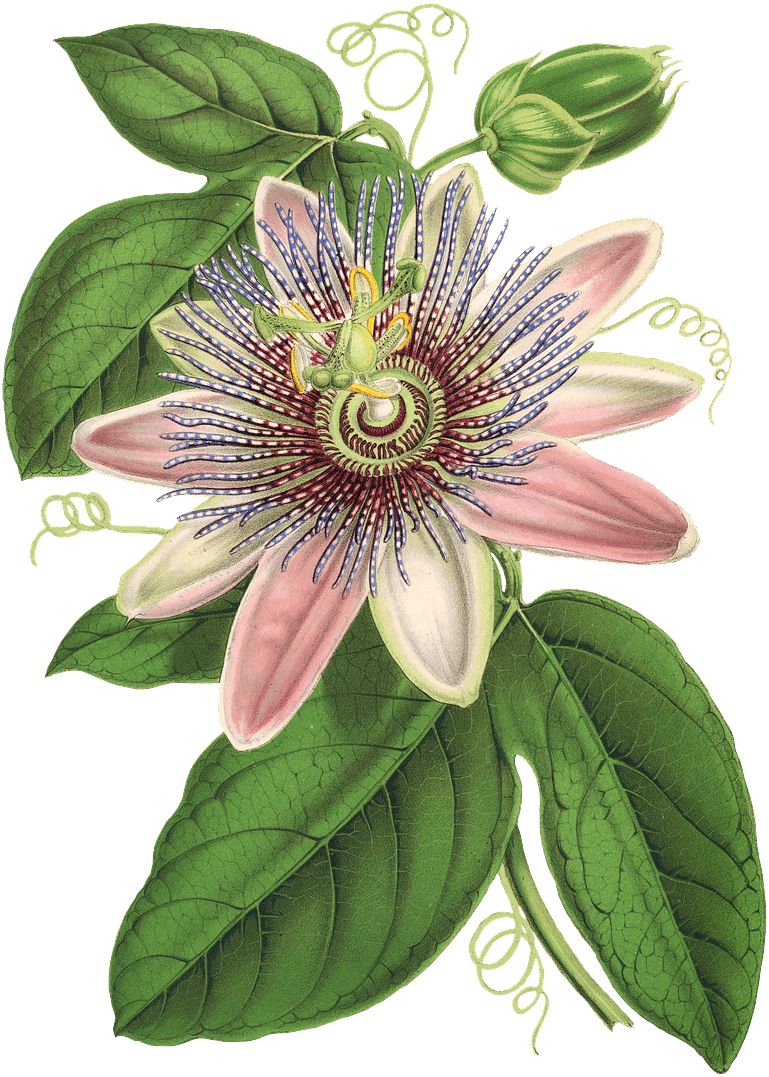 Wedding Flowers