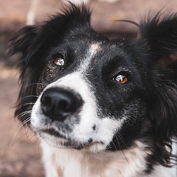 enhancer pet headshot
