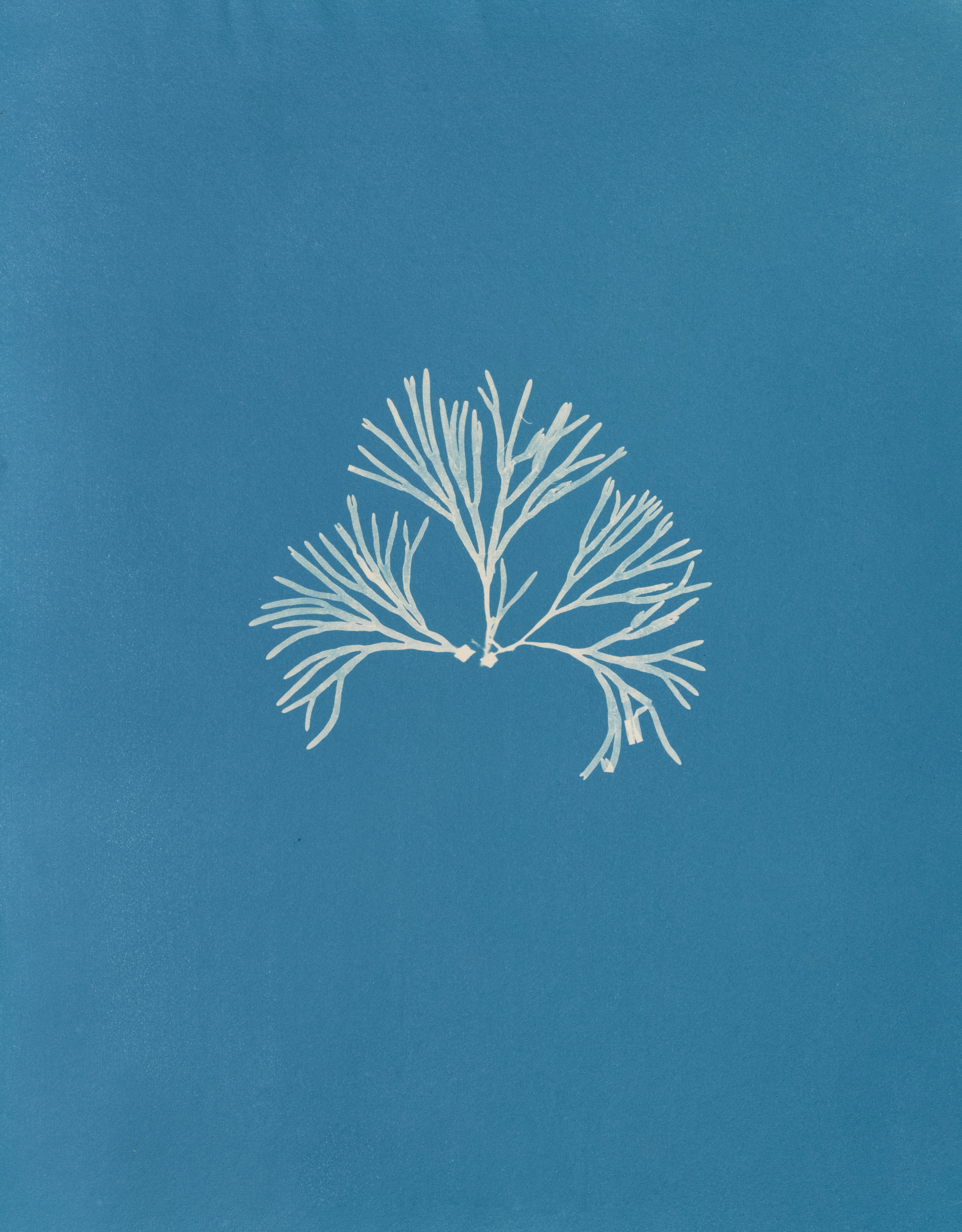 White coral branch on a blue background
