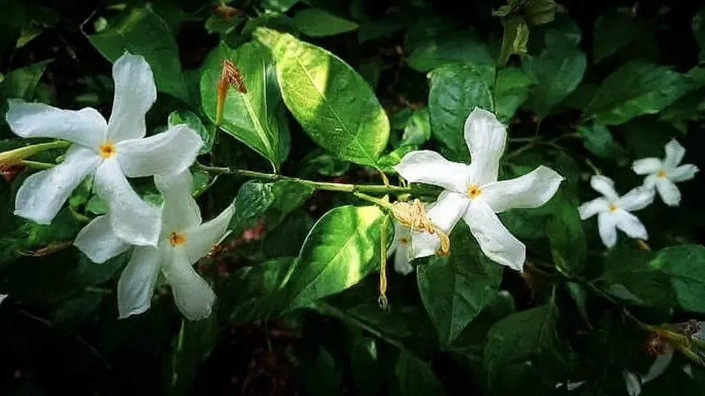 Night Jasmine Plant.webp