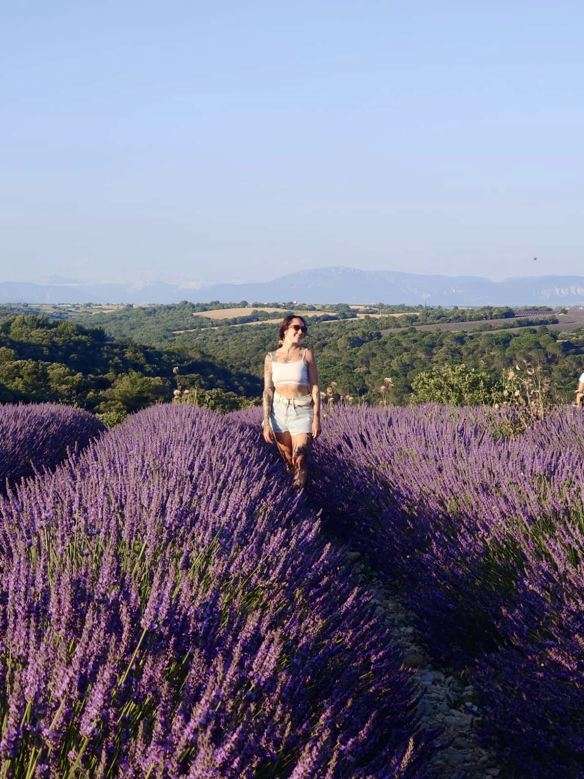 Lavender field