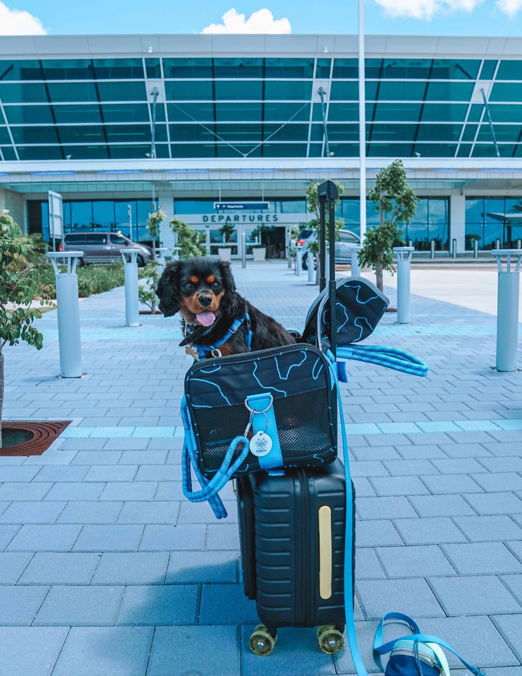 Dog inside a pet carrier outside of an airport ready for Departure