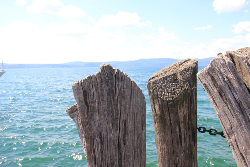beach and wood trunks