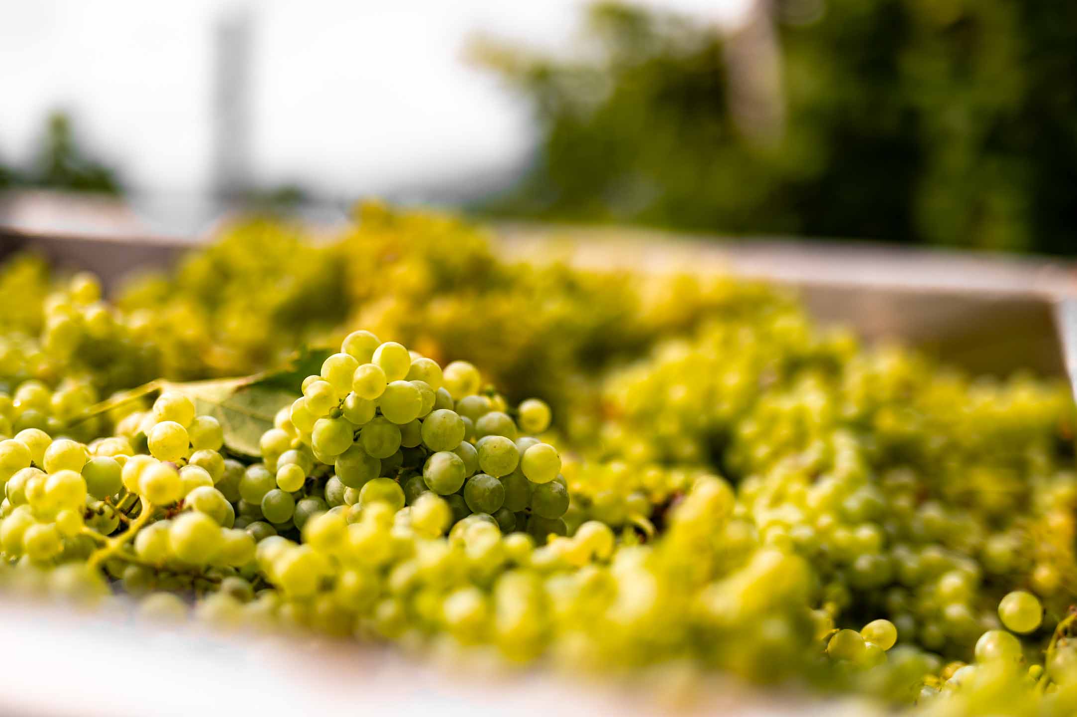 selective focus photography of bottles
