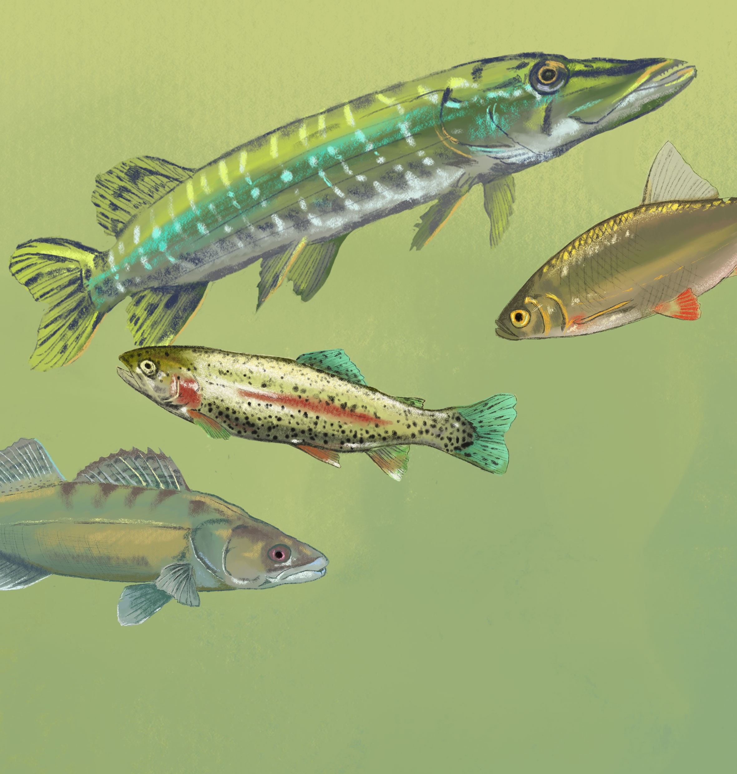 Ein grüner Teich mit heimischen Fischen