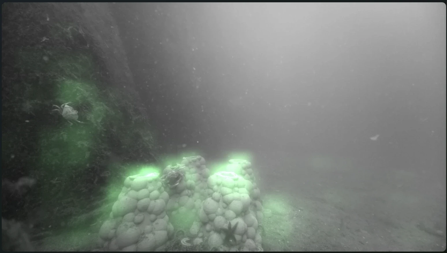 Spatial Heatmap of C. Maenas (crab)