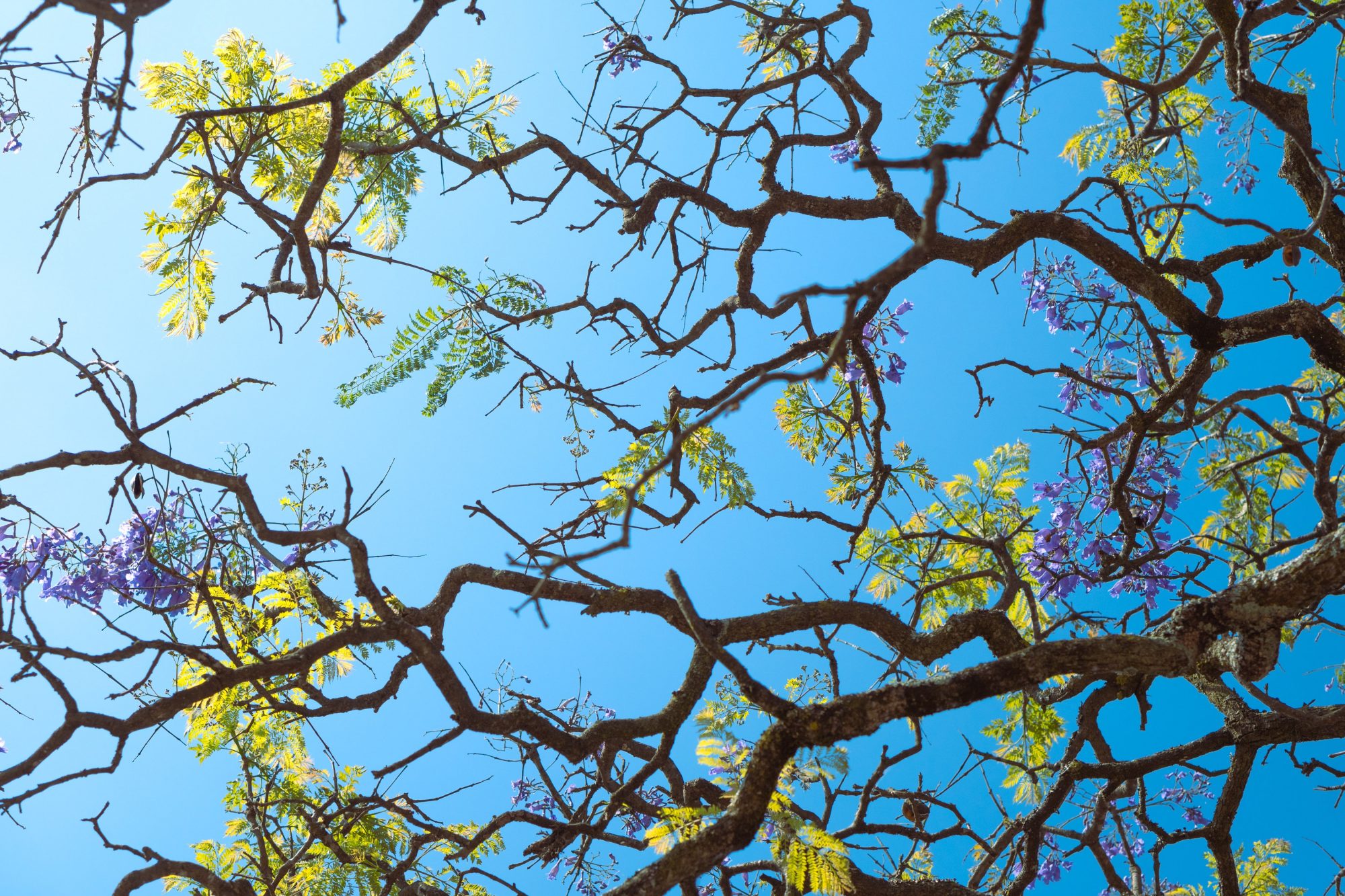 Abstract image of intertwining branches against a bright blue background, with hints of green foliage.