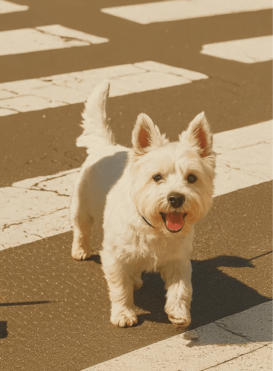 West Highland White Terrier standing on a pedestrian crossing outdoors, looking forward with an open mouth in sunlight.