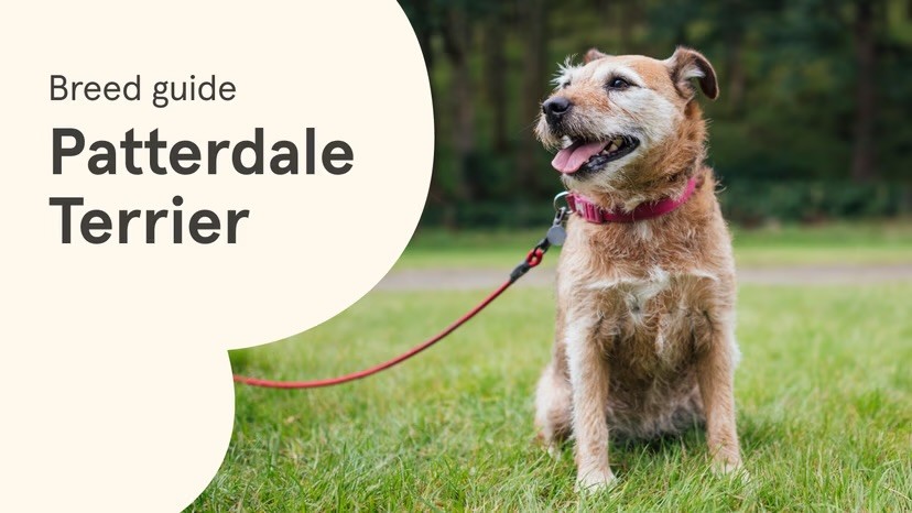 A scruffy tan Patterdale Terrier on a red lead sits on a grass lawn with tongue out, alongside a "Breed guide: Patterdale Terrier" text graphic on a cream background.
