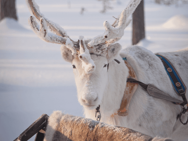 Lapland Material Bank | Lapland Safaris