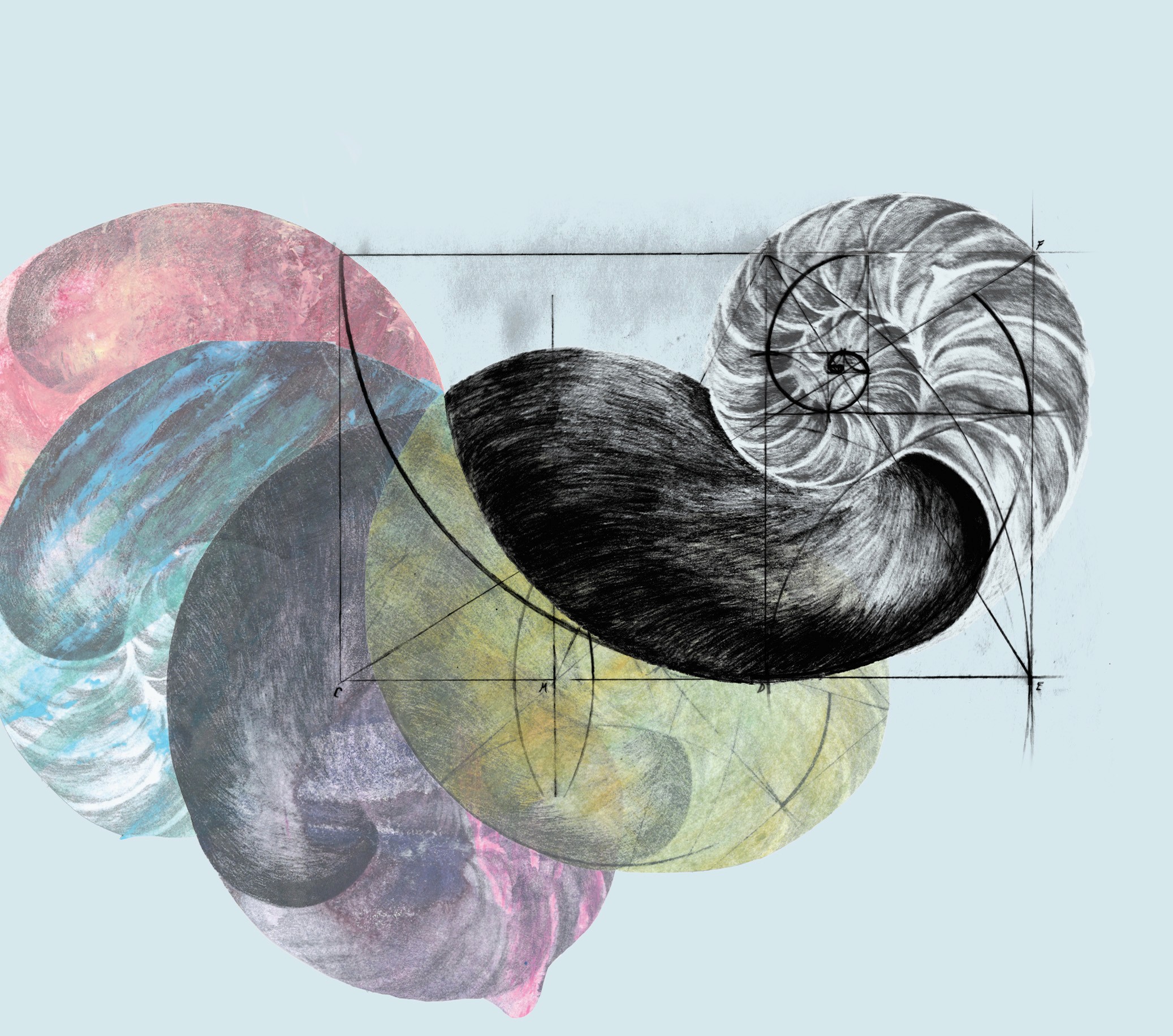 Book cover detail: the golden ratio superimposed on a nautilus shell, with colorful alternate shells spiraling outwards.
