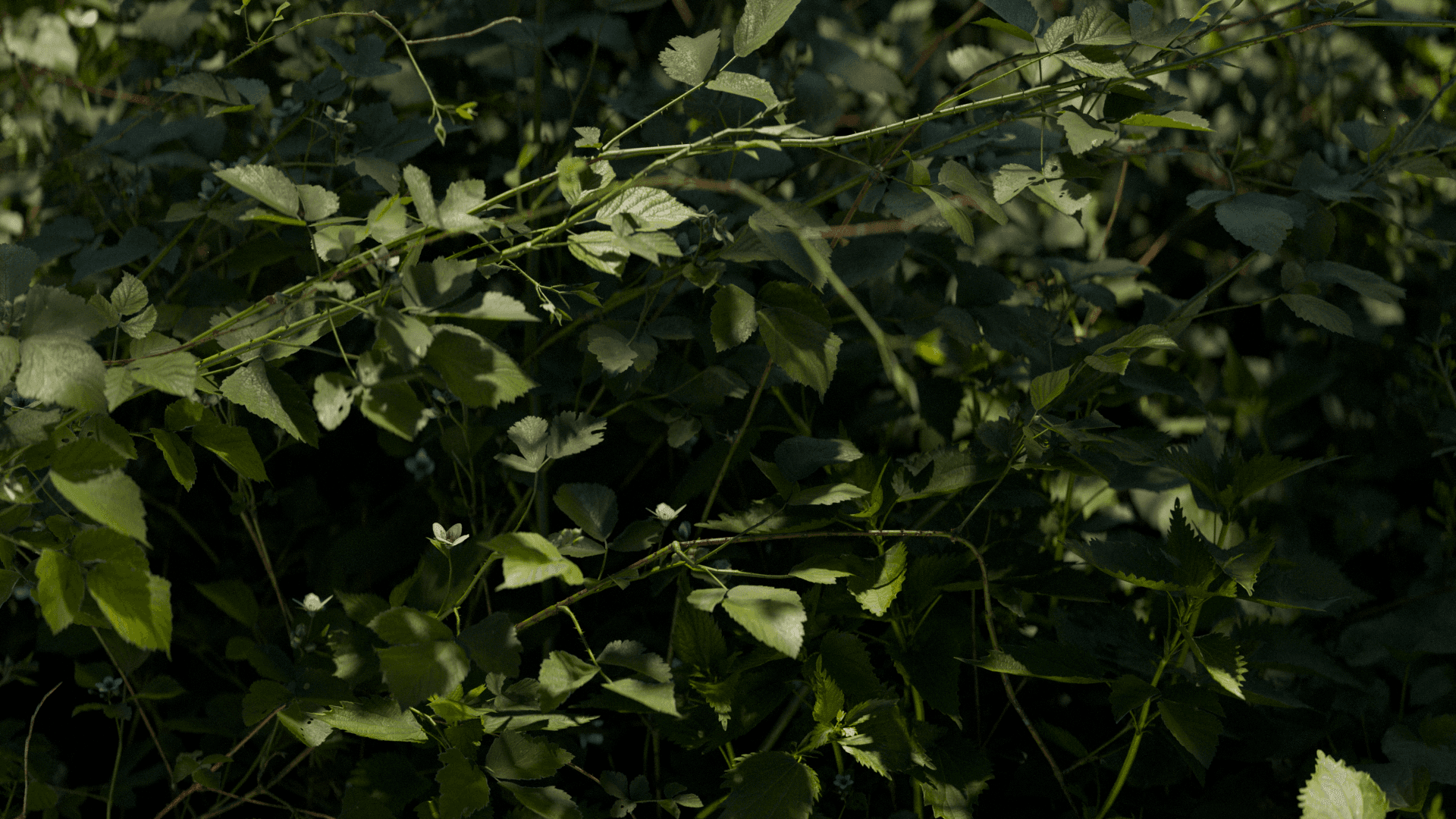 Quiet Forms