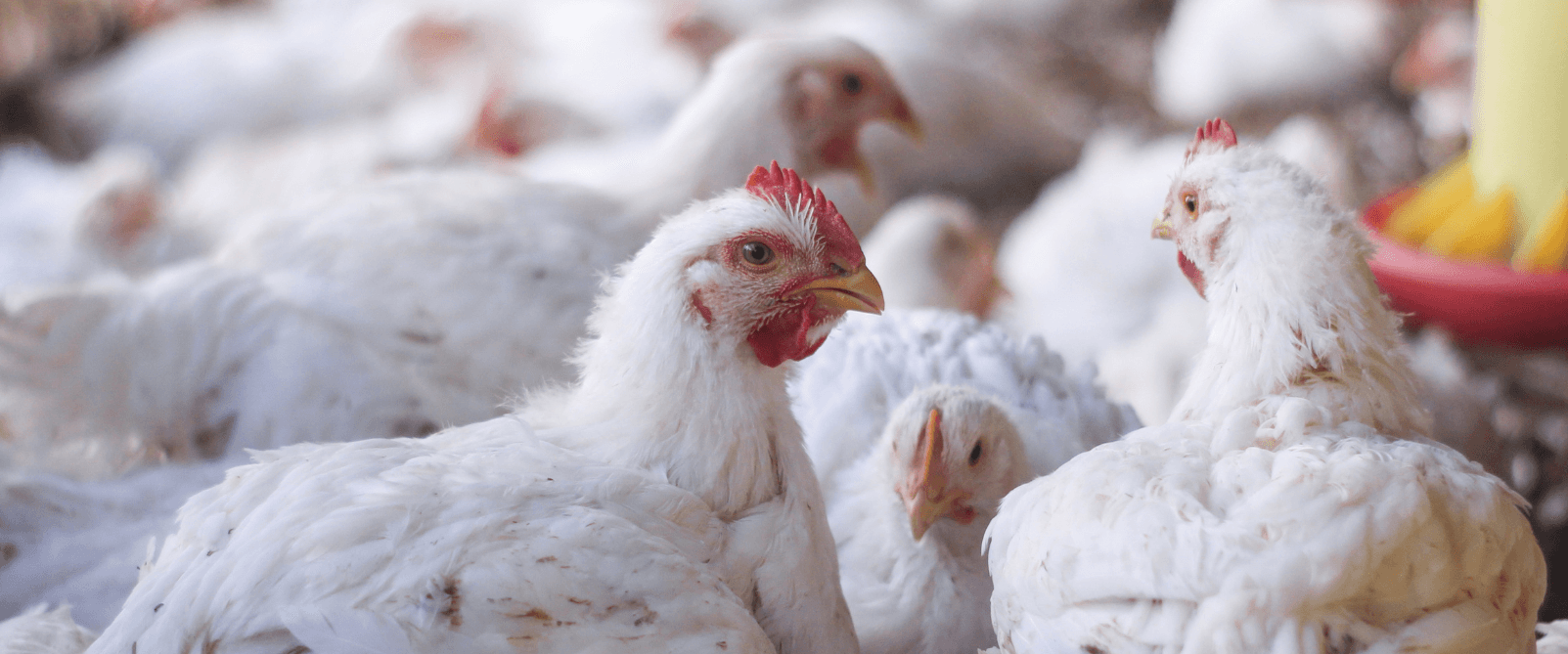 Broilers