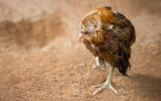 Por qué los pollos pierden peso