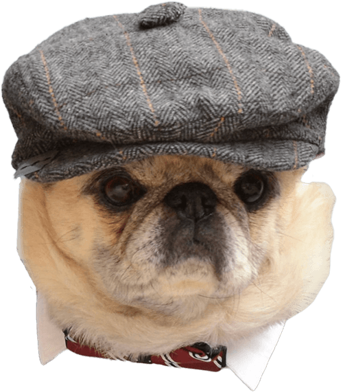 Close-up image of dog's face. Dog is wearing a newsboy cap.