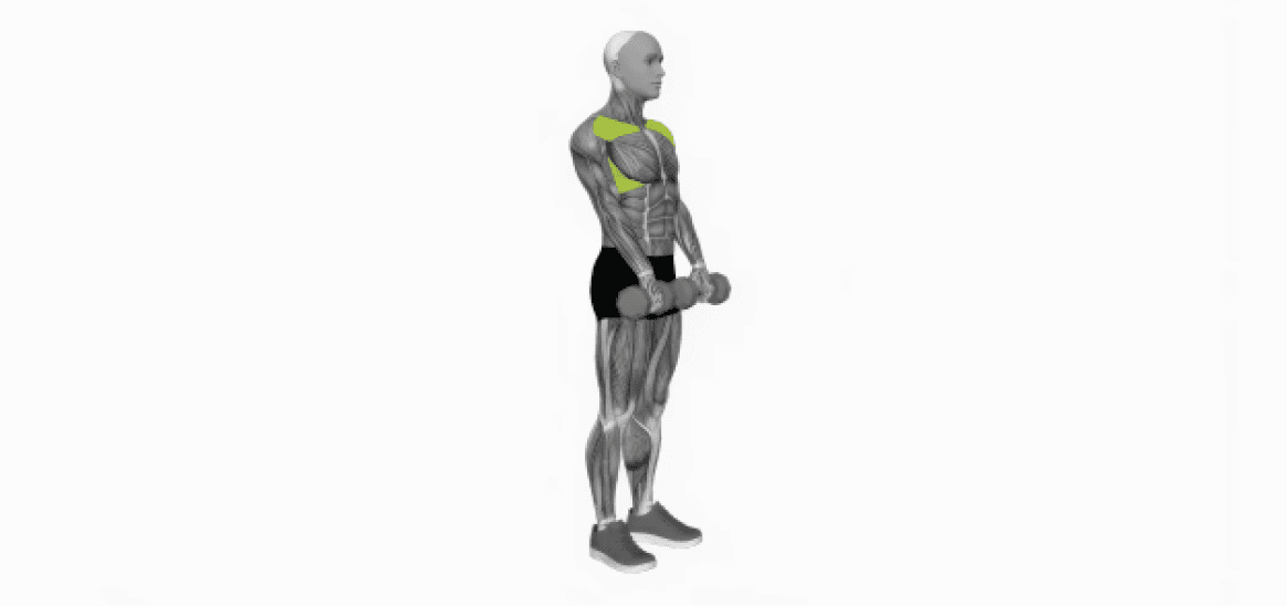 3D anatomical model performing front dumbbell raise, highlighting activation in shoulders and upper chest muscles.