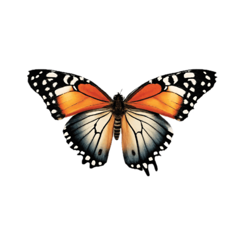 Vibrant orange and white butterfly with black spots.