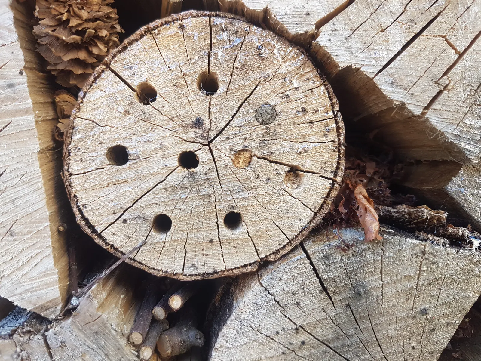 Close-up of a cross-section of a tree stump, showing rings and small holes, surrounded by cut wood pieces.