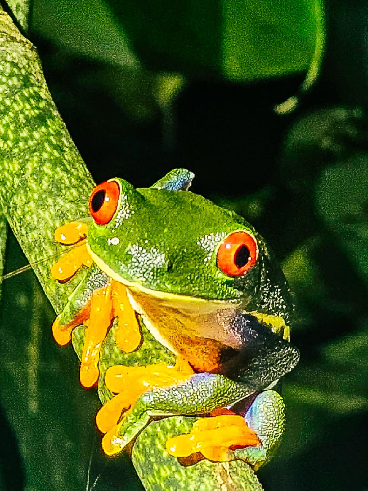tent at the field during night
