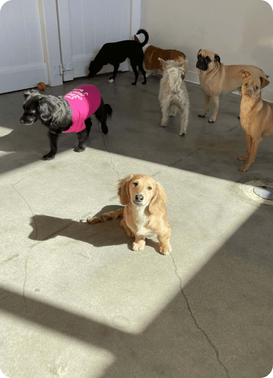 A dog relaxing in the sunlight at Dogdrop dog daycare