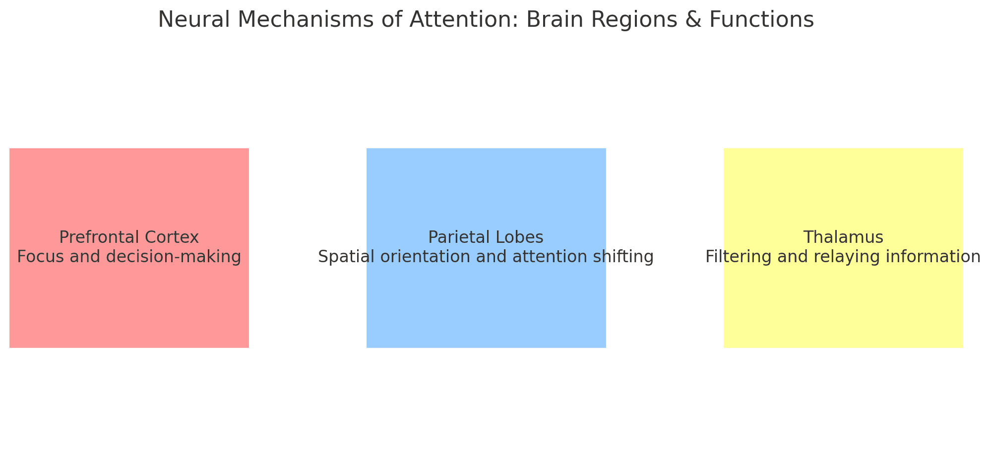 Horizontal infographic illustrating the neural mechanisms of attention