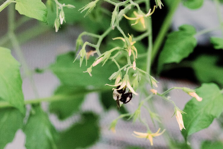 Bumblebee pollinating tomato blossoms inside Kentucky Fresh Harvest’s greenhouse to support natural crop production