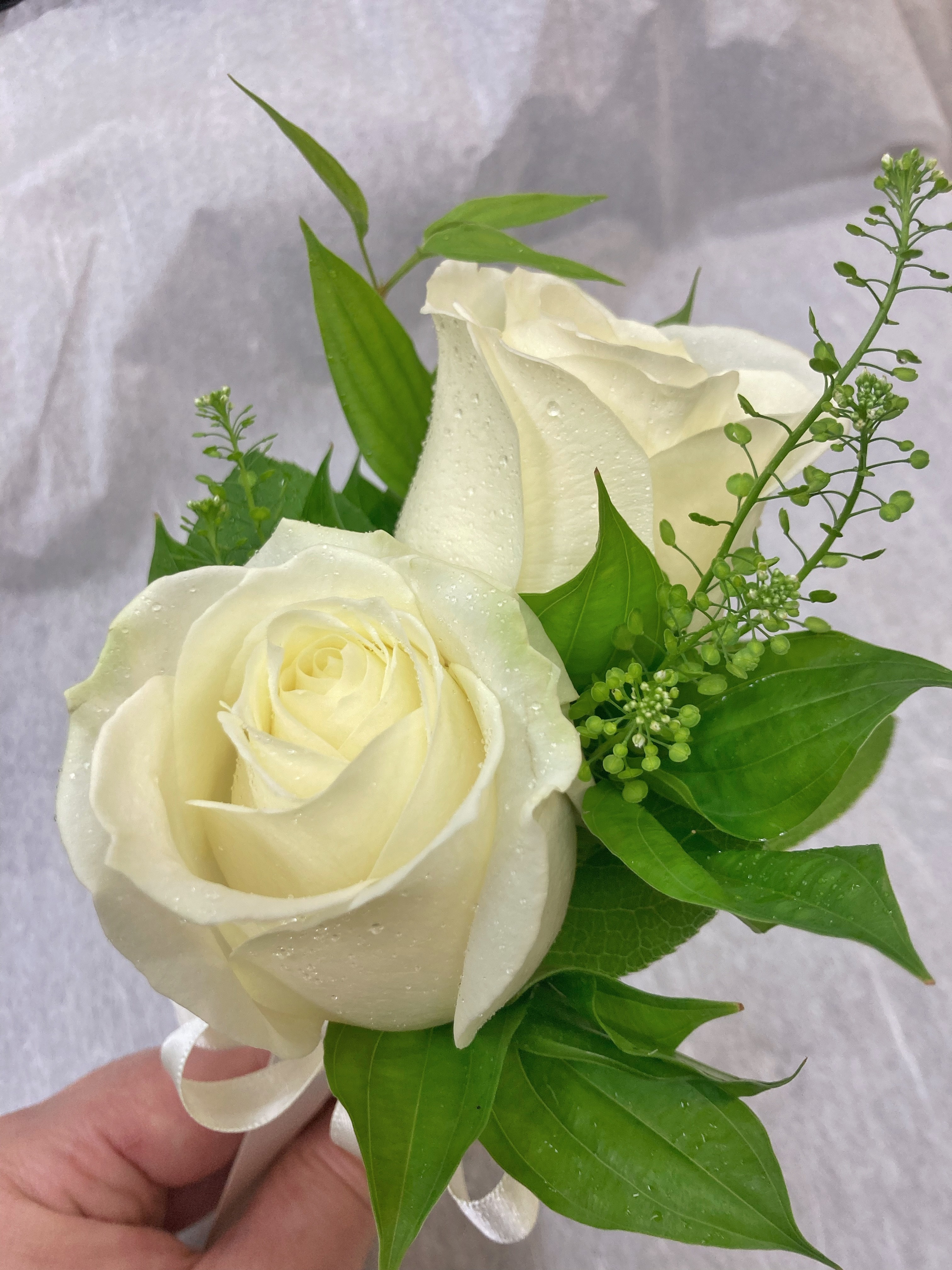 woman holding green leafed plant