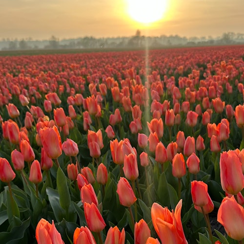 Isang malawak na parang ng mga matingkad na kulay kahel na tulipan sa ilalim ng nagliliwanag na pagsikat ng araw na mayroong malabong mga puno sa malayong likuran.