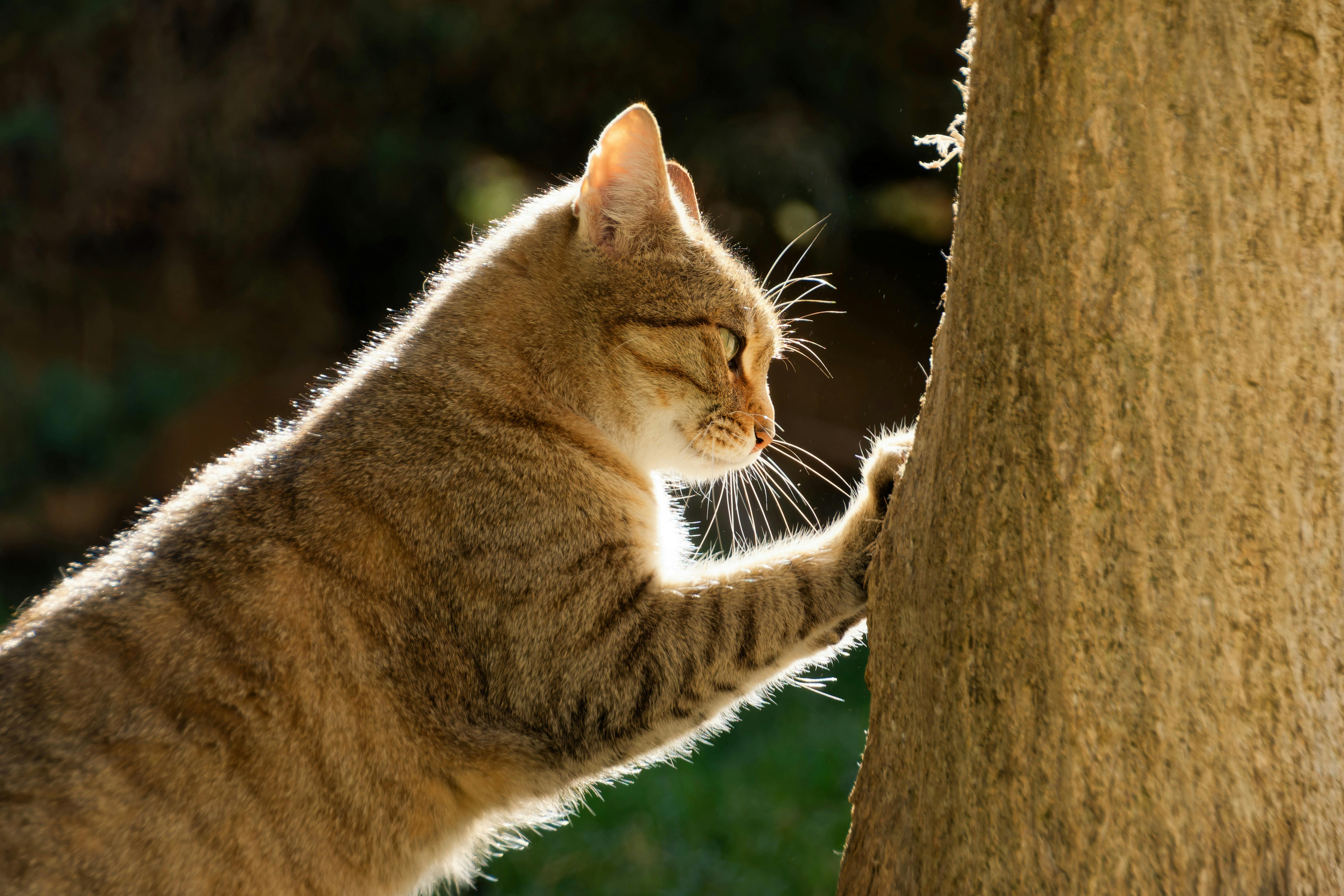 Cat Behaviors About Marking