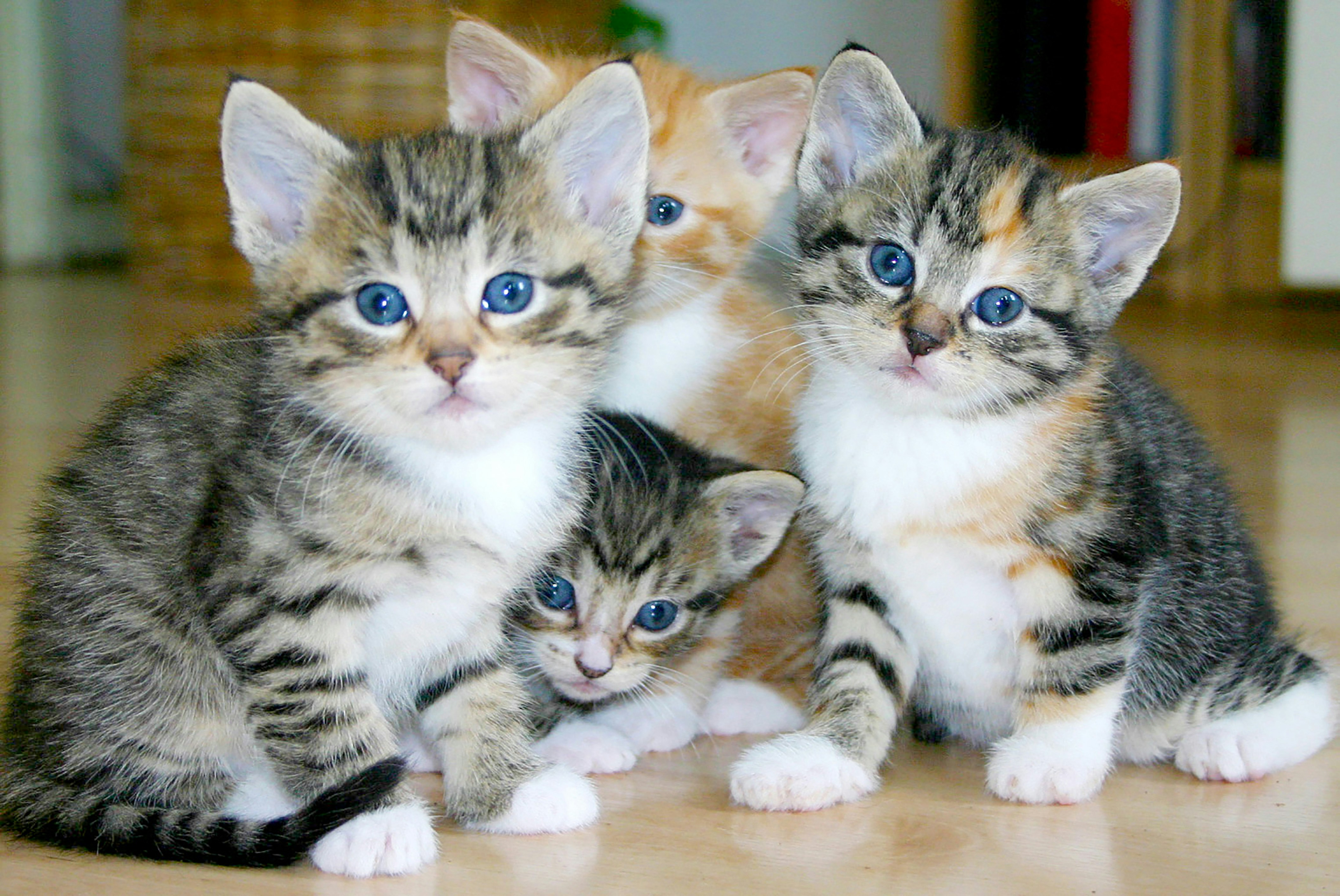 white and brown tabby kittens