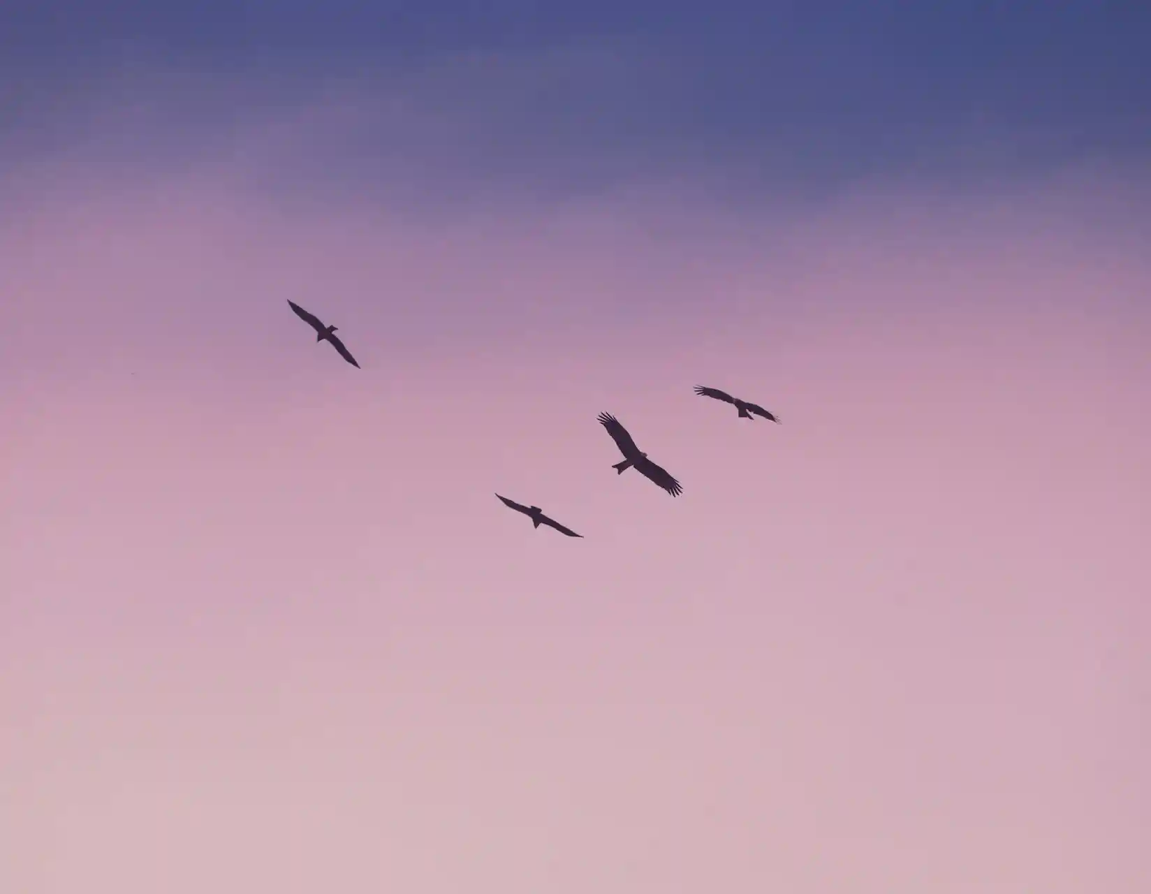 birds fly in a pastel pink and purple sky