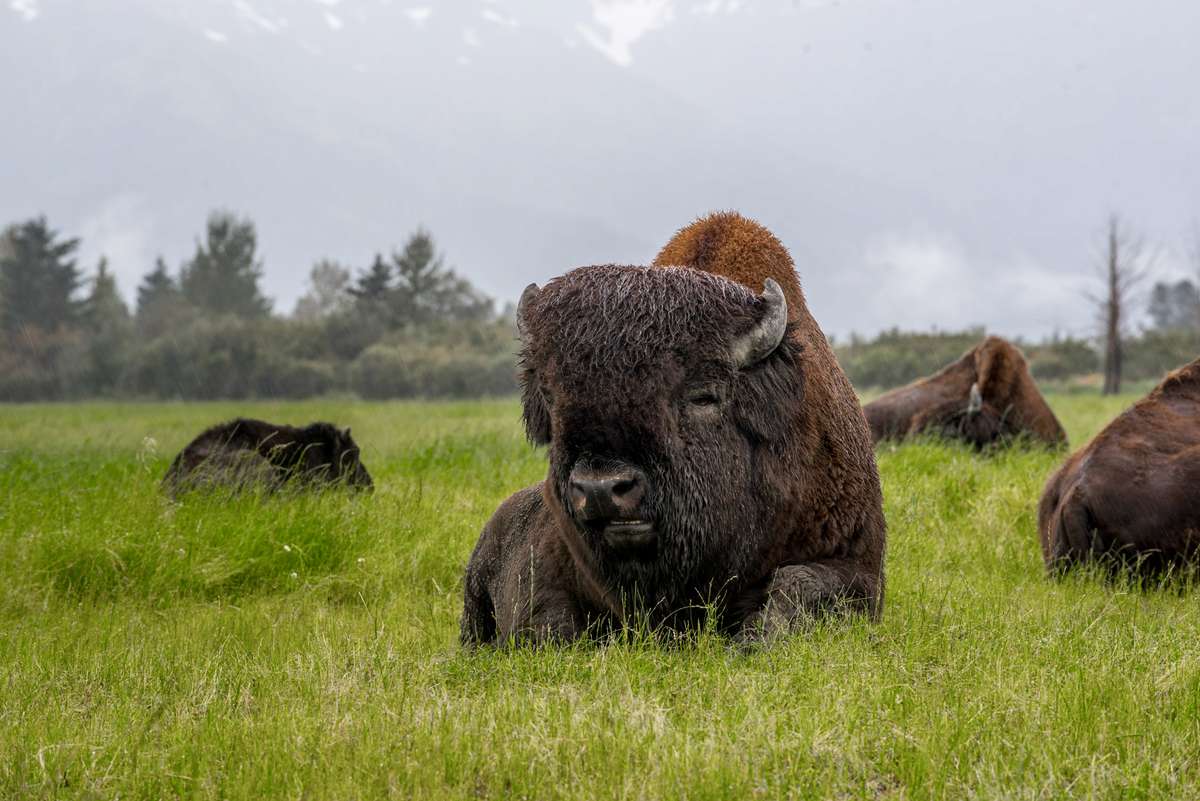 A large, shaggy bison rests in a green grassy field with other bison and a pine forest under snowy mountains.