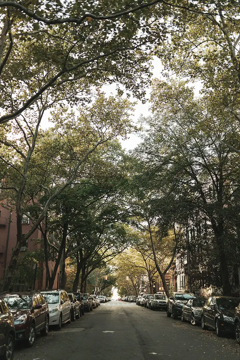 A tree covered residential street in New York with cars parked along each side