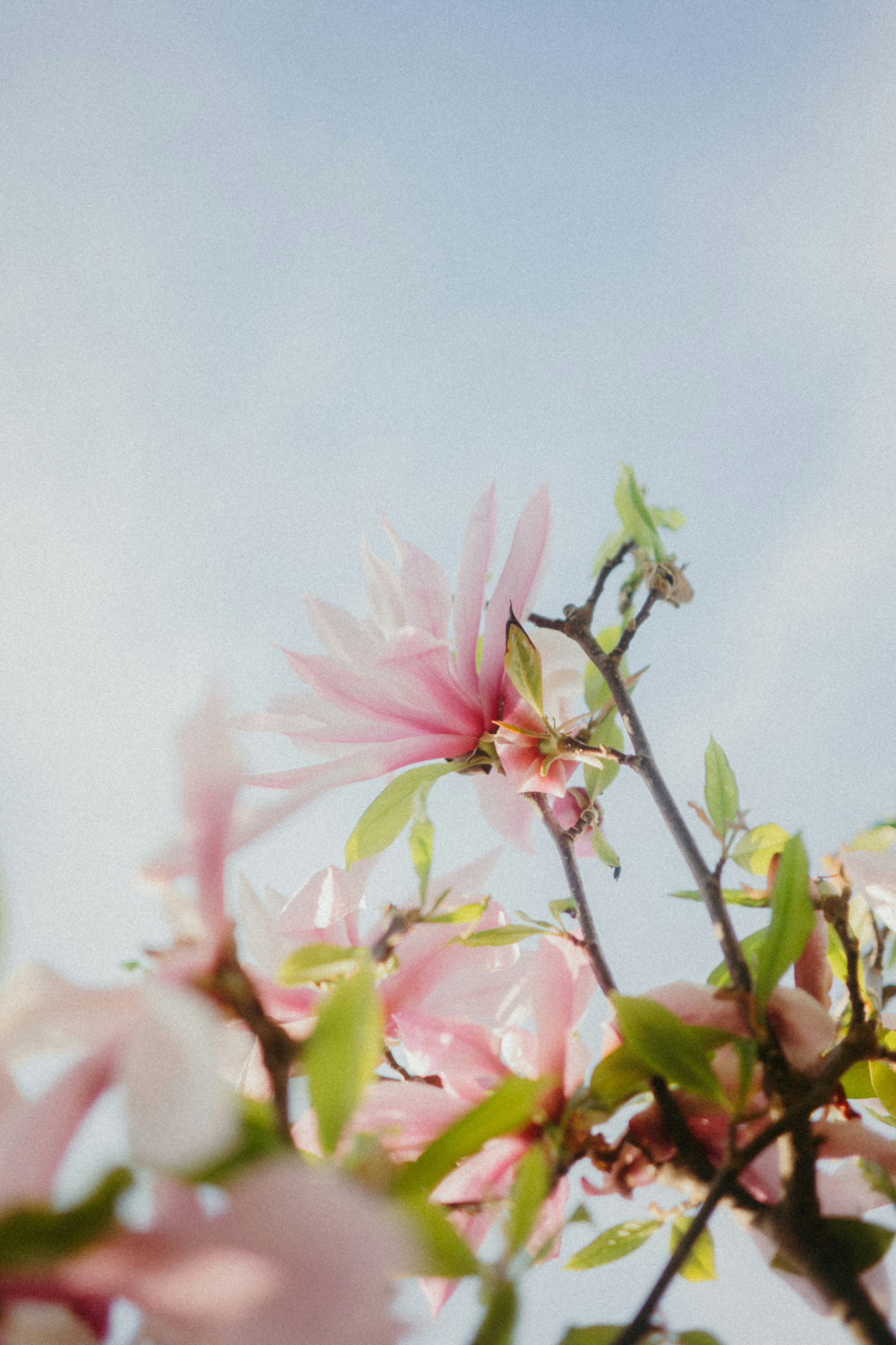 Delicate pink magnolia flowers bloom against a pale sky.