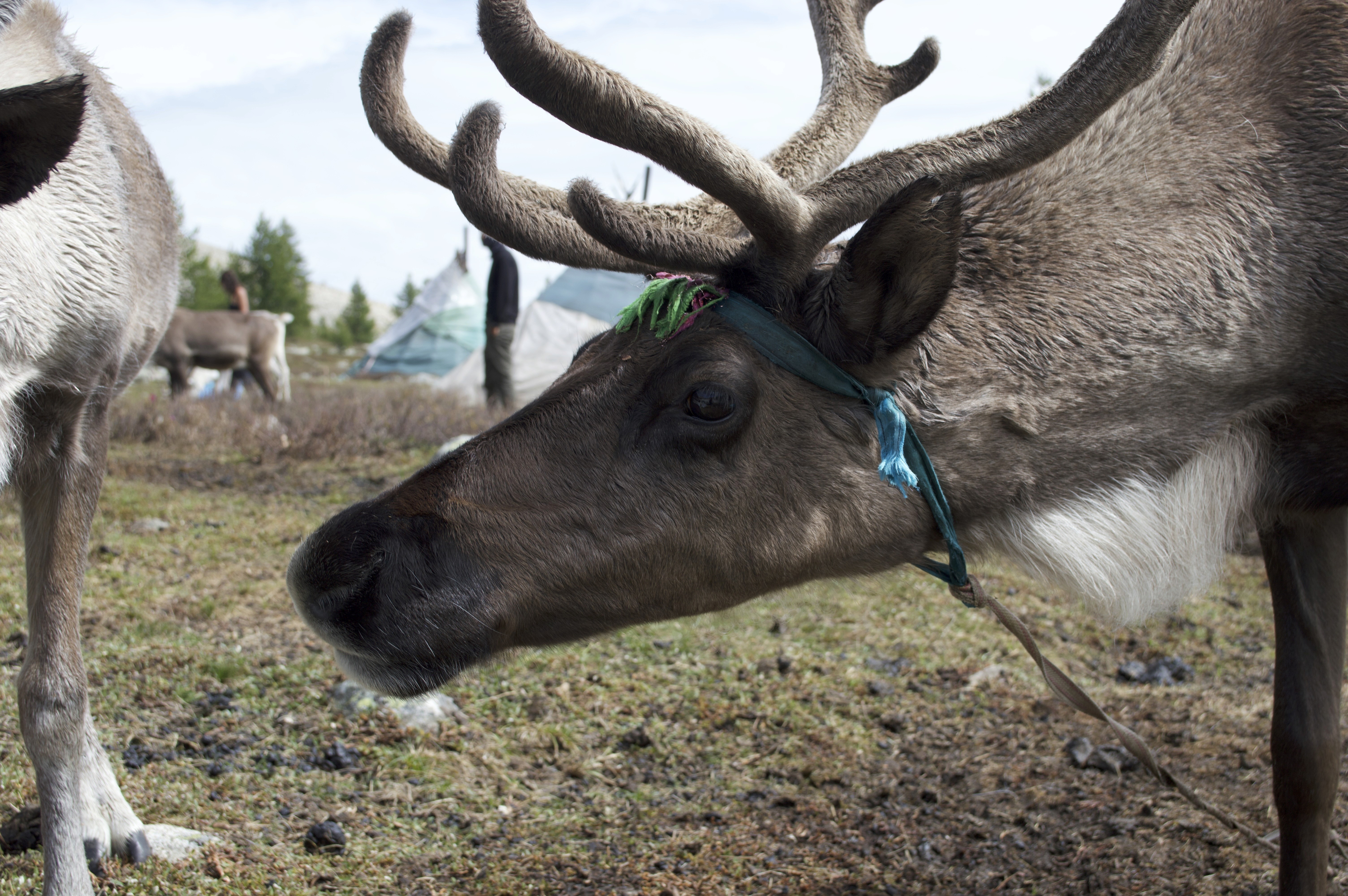 Reindeer in Mongolia