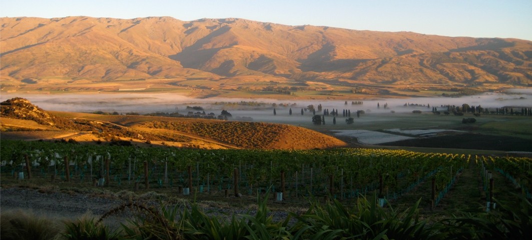 Sunset over Aurora Vineyard, painting it gold.