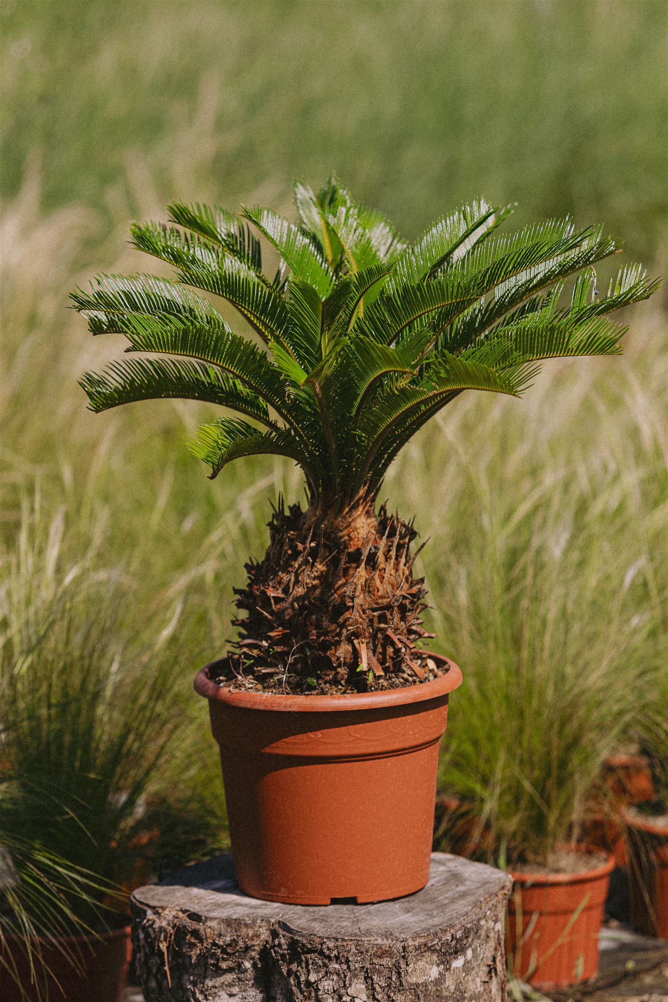 Cyca Revoluta Eiviss Garden