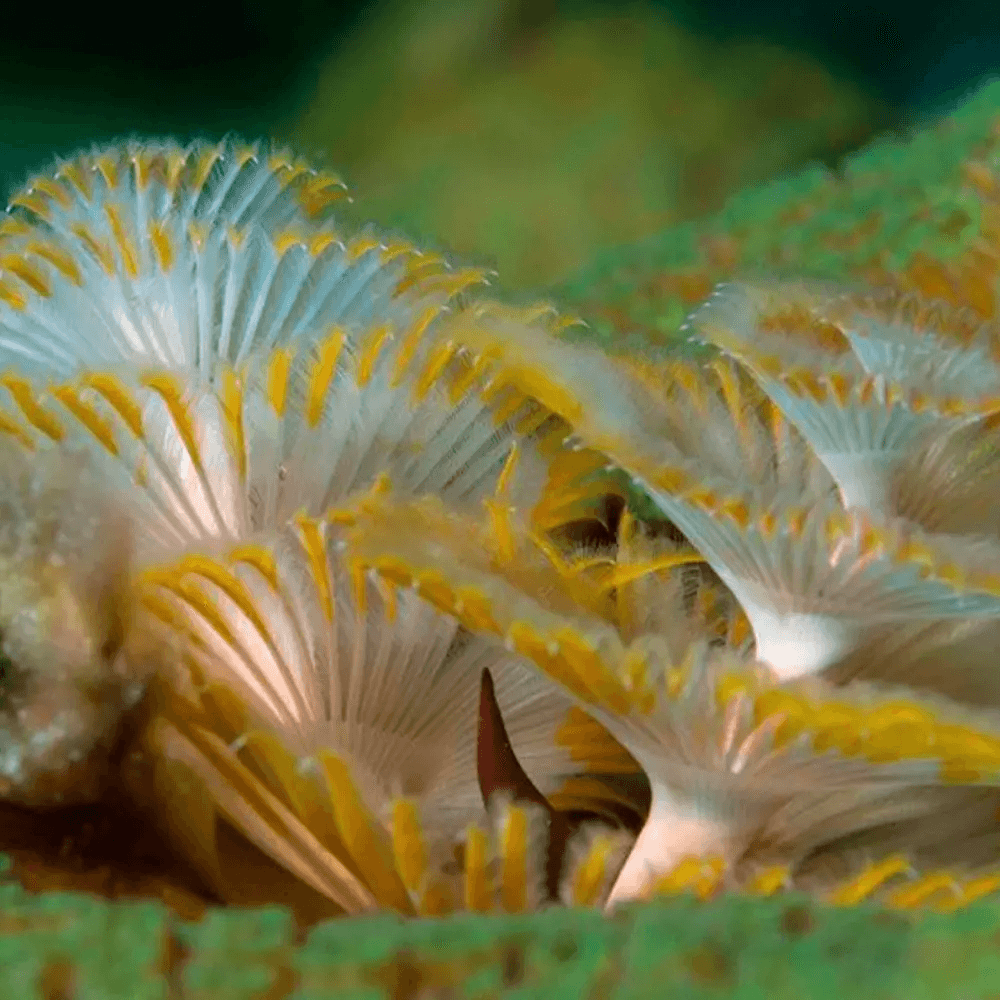 Underwater Flora in Bonaire