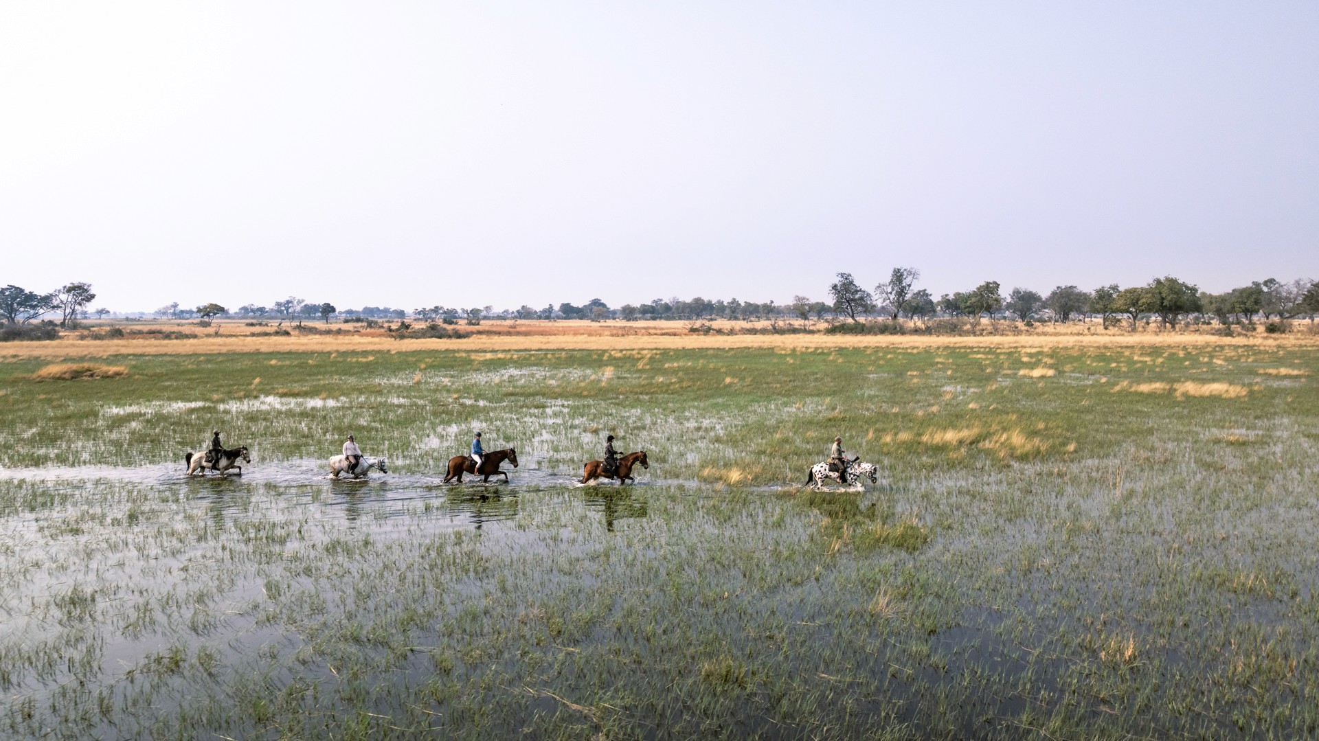 Kujwana Delta Ride, Okavango Delta, Botswana. Fem ryttare till häst på ridresa skrittar genom grunt vatten i vackert grönt landskap.