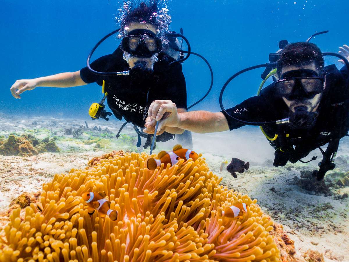 Two scuba divers swim over a large orange sea anemone with small clownfish in clear blue water.