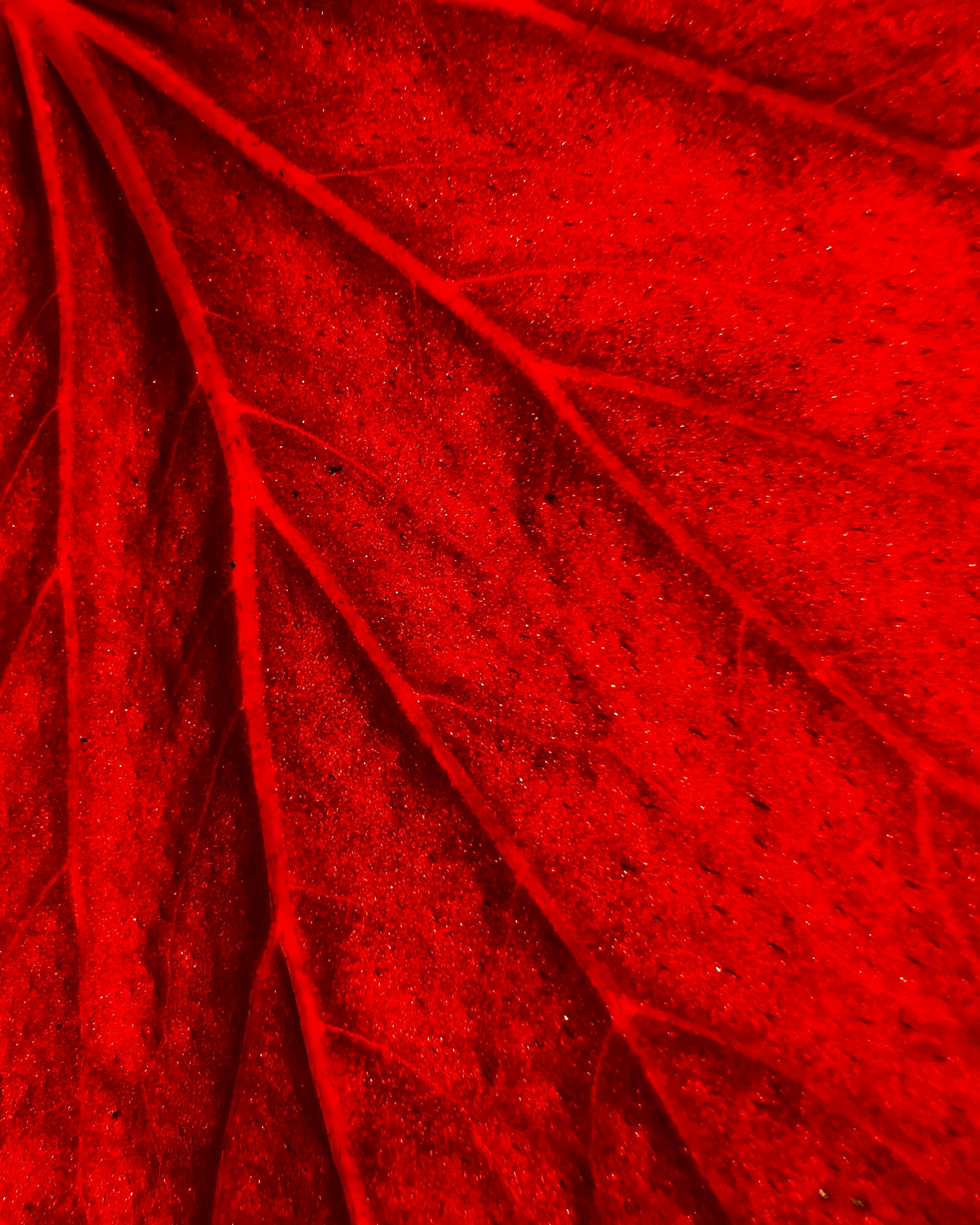 a close up view of a red leaf