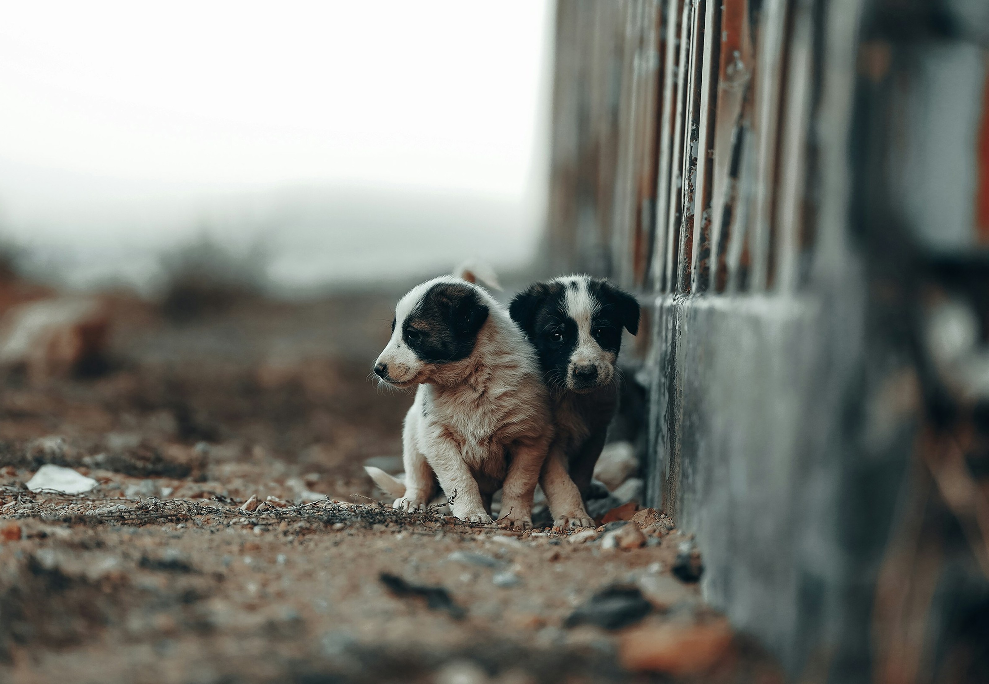 Two small puppies sitting close to a wall
