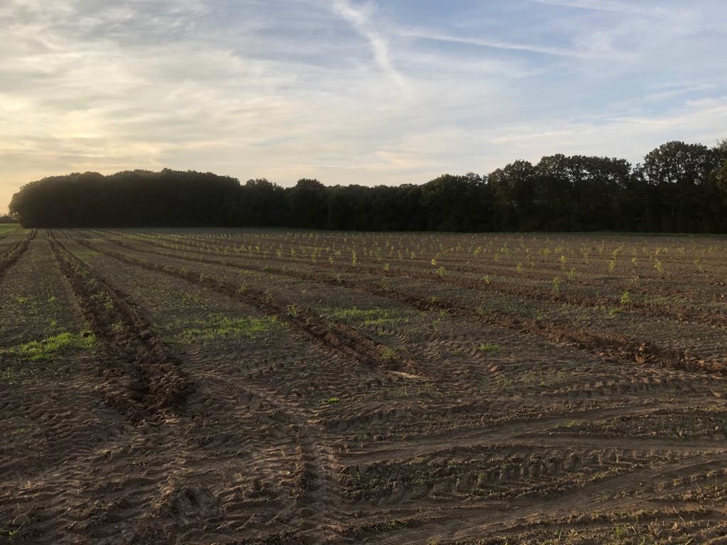 bamboeplantage Yoann verwijdert CO2-kredieten